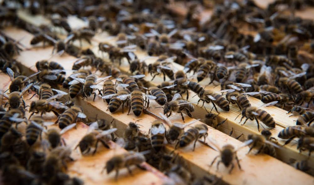 Bienen sind für die Natur unverzichtbar. Ihre größten Feinde sind die Varroamilben, die mittels einer Bienensauna getötet werden können.