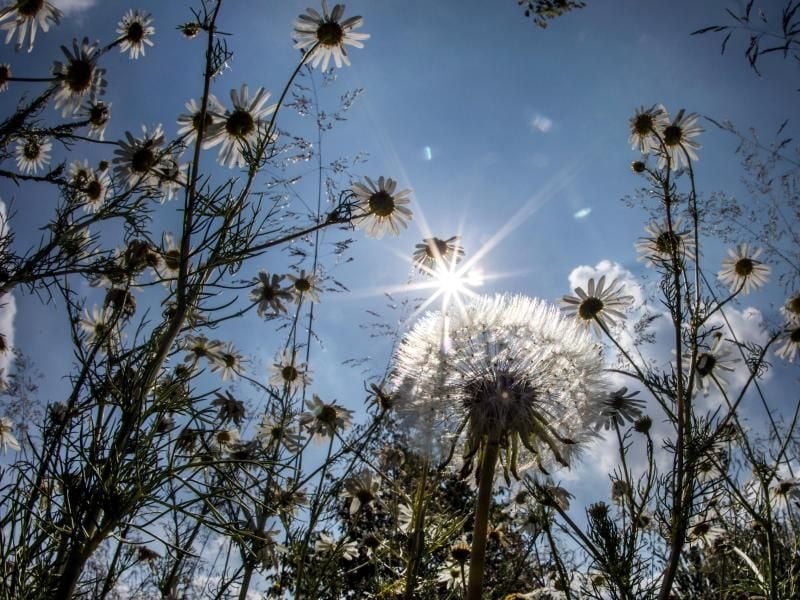 Sommersonne. Foto: Frank Rumpenhorst/Archiv