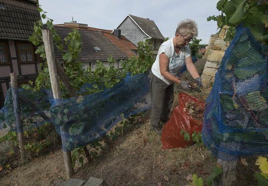 Maritta Bielau gehörte zu den Helfern, die sich um den Weinberg kümmerten.