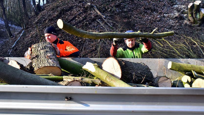 Kaum gefällt und zersägt, wurde das Holz auf Hänger verladen.