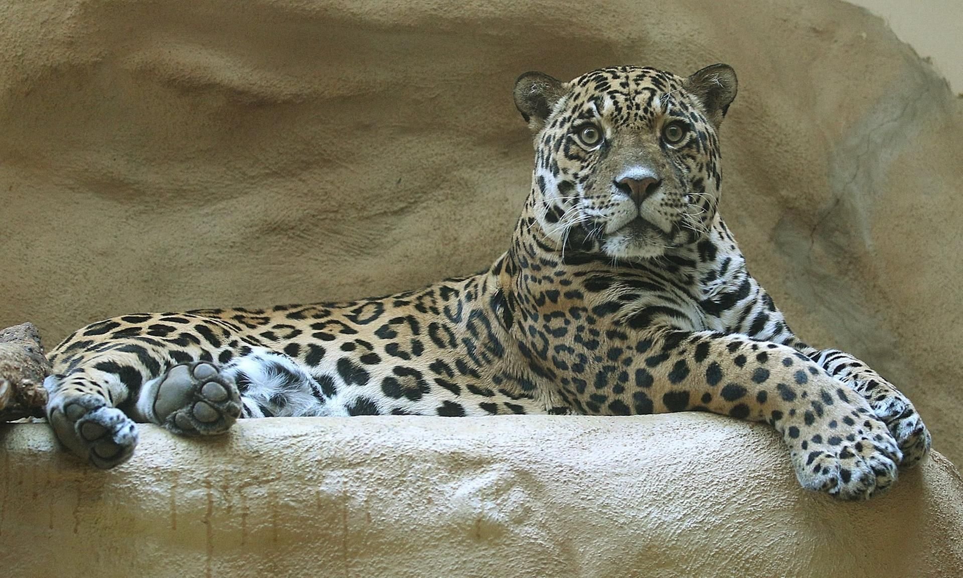 Jaguar Muppet aus dem Zoo Halle ist tot. Er wurde am Donnerstag eingeschläfert.