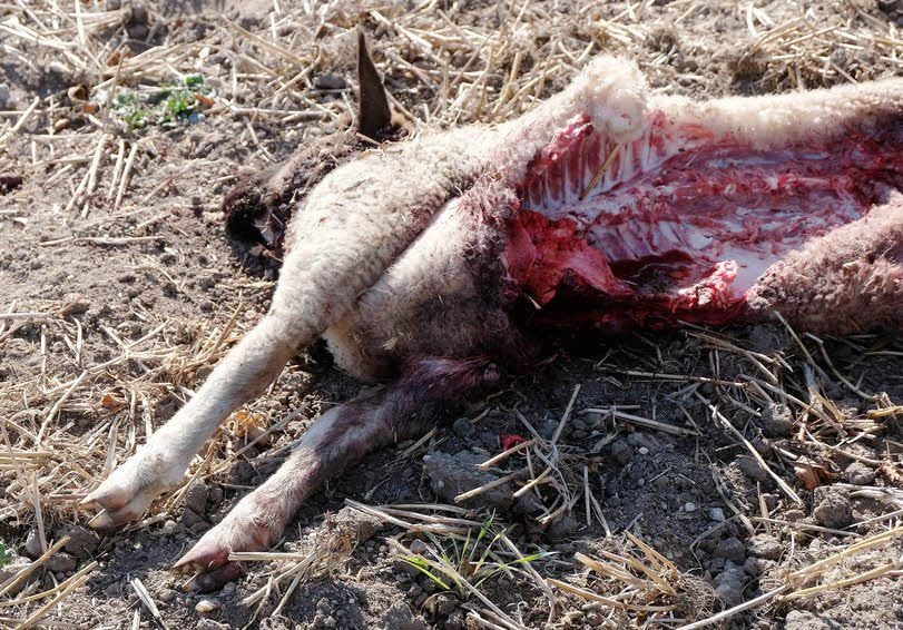 Dieses vier Monate alte Rhönschaf hat der Wolf ausgeweidet.