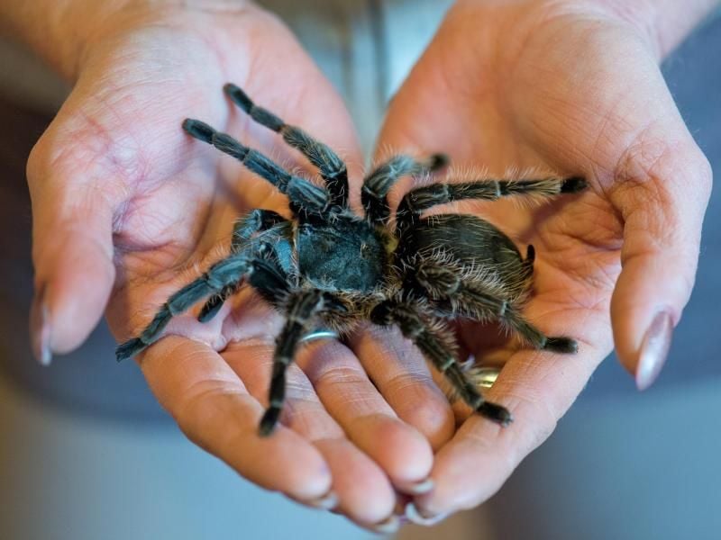 Eine Vogelspinne krabbelt über die Handflächen einer Frau. Foto: Boris Roessler/dpa/Symbolbild