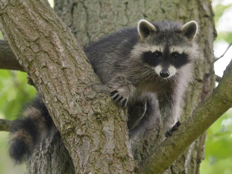 Ein Waschbärjunges sitzt im Wildtierpark Edersee in einem Baum. Foto: Uwe Zucchi/dpa/Archivbild