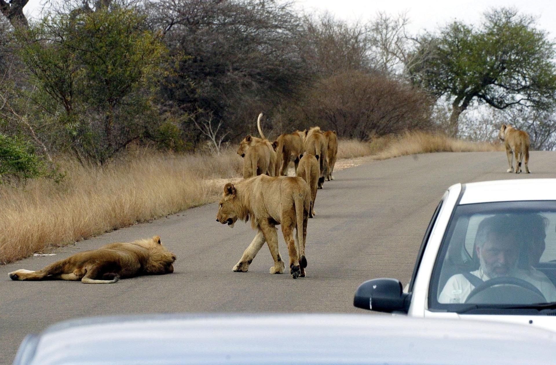 Ein Löwenrudel in einem Nationalpark in Südafrika (Symbolbild)