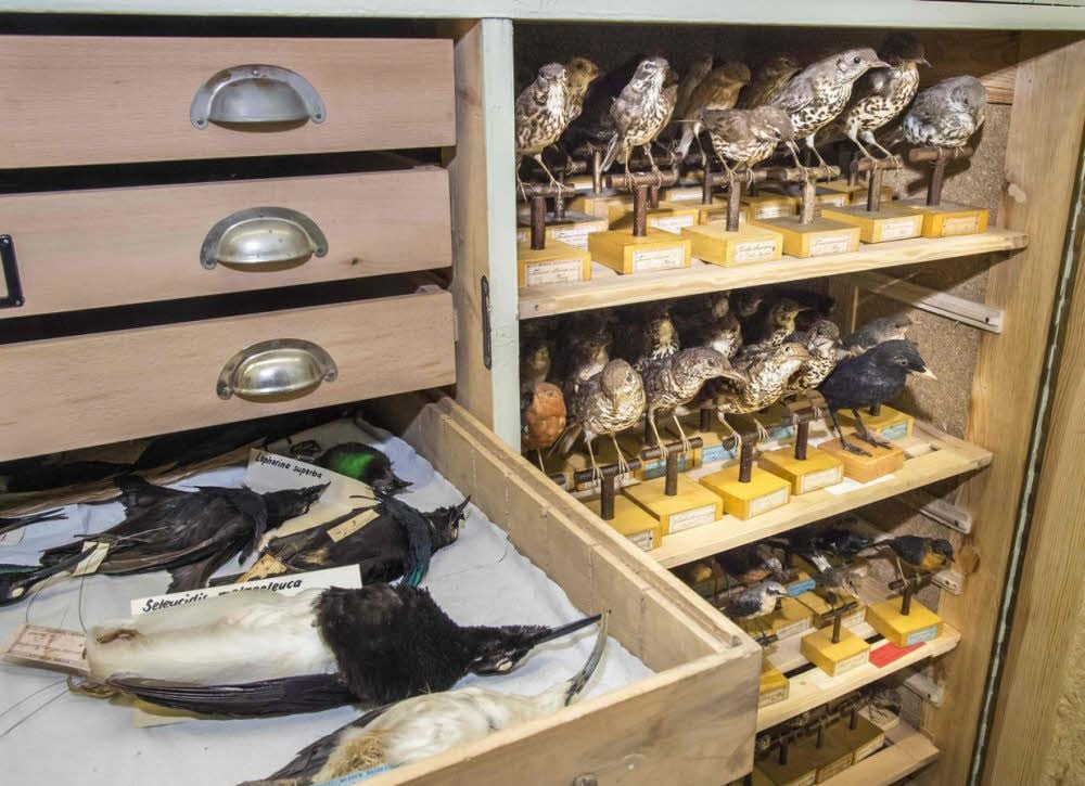 Im Depot des Museums für Vogelkunde sind viele Arten gelagert.