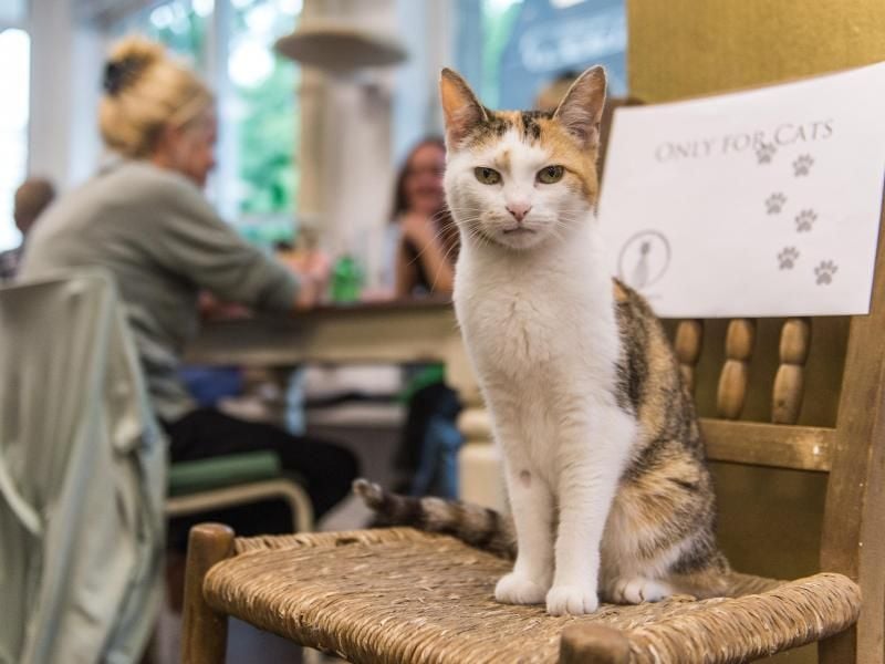 Eine Katze sitzt in Hamburgs erstem Katzencafé auf einem Stuhl. Foto: Christina Sabrowsky