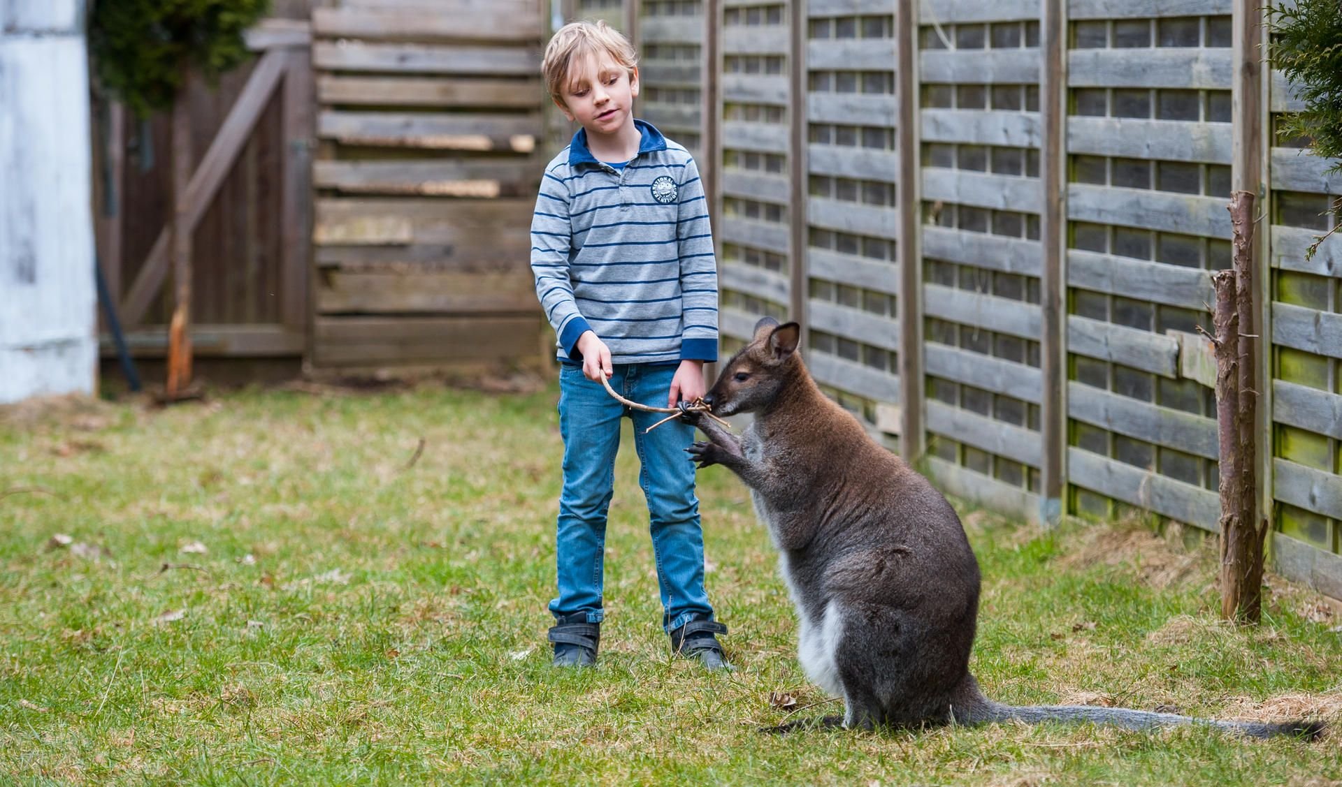 Der Landkreis Celle droht damit, das Rotnackenwallaby Viggo wegzunehmen, sollten die Besitzer nicht die von der Behörde angeforderten Unterlagen einreichen.