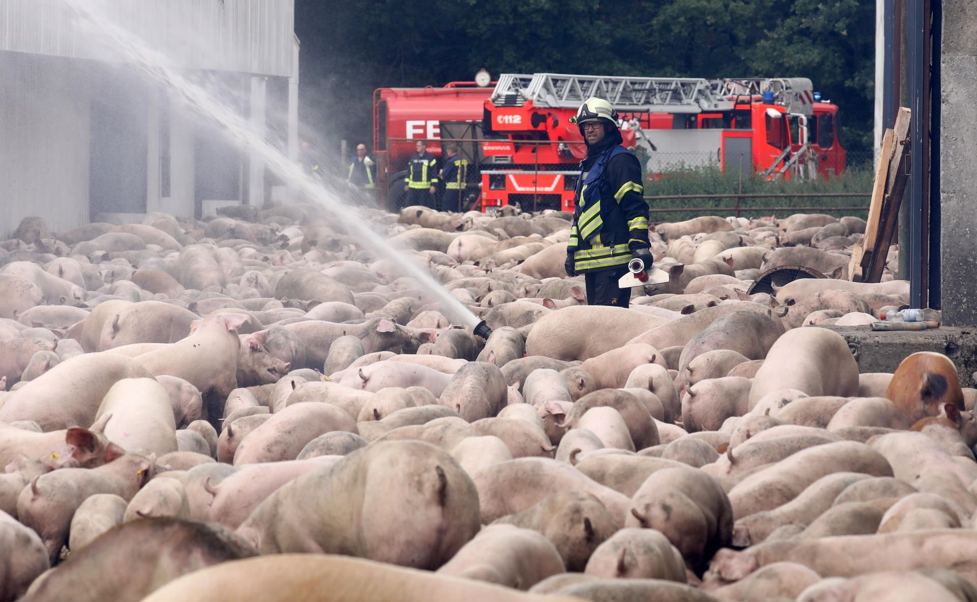 Rund 80 Einsatzkräfte von neun Feuerwehren umliegender Ortschaften waren beim Brand in einer Schweinemastanlage in Kolbow im Einsatz.