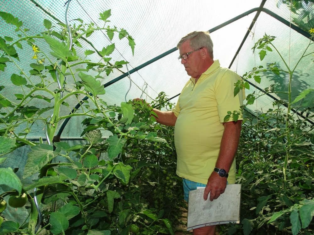 Tomaten sind Jürgen Seeländers Leidenschaft.