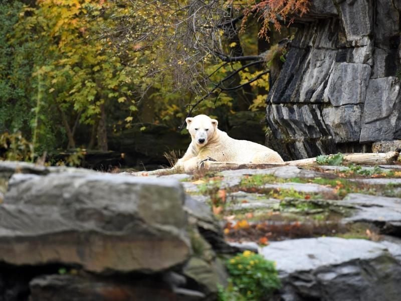 Der Eisbär Wolodja ist Vater von Zwillingen geworden. Foto: Britta Pedersen/dpa