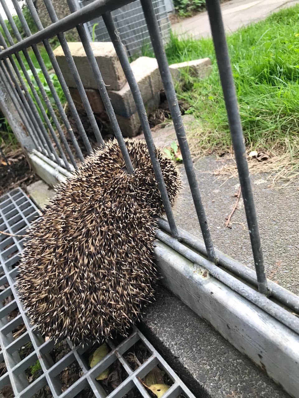 Missliche Lage: Der Igel steckt zwischen den Stäben eines Metallzauns fest.