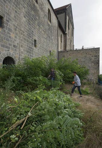 Besonders der Bereich am Schloss war dicht von Robinientrieben bewachsen.