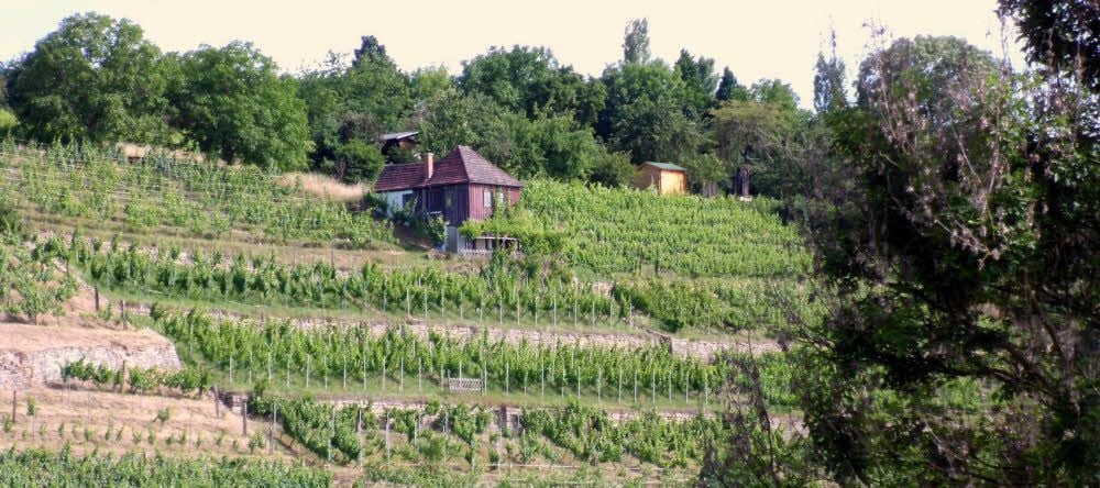 Noch immer so idyllisch wie einst: Naumburger Weinberge mit Weinbergshaus.