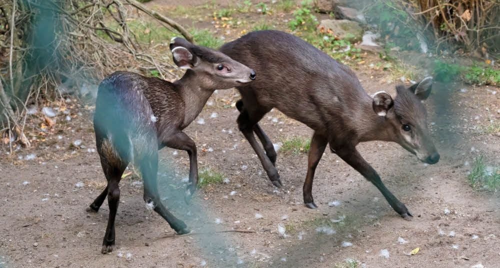 Schopfhirschkuh Elli nähert sich Männchen Manni.