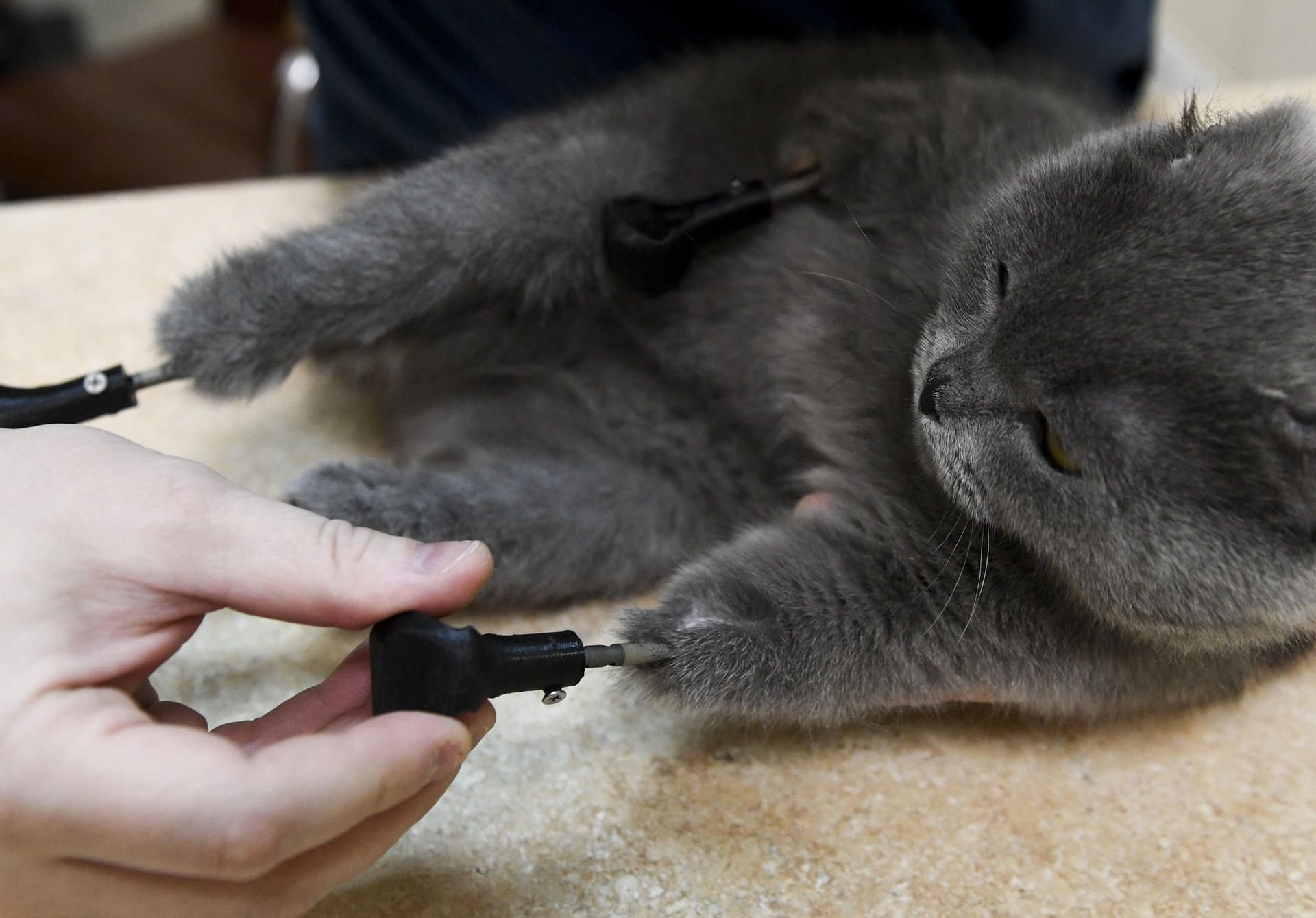 Katze Dymka hat vier Pfoten aus Titan.
