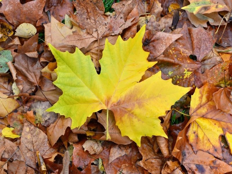Zu welchem Baum gehört bloß dieses Blatt? Im Herbst fällt Kindern das Bäumebestimmen dank der Färbung etwas leichter. Foto: Martin Schutt