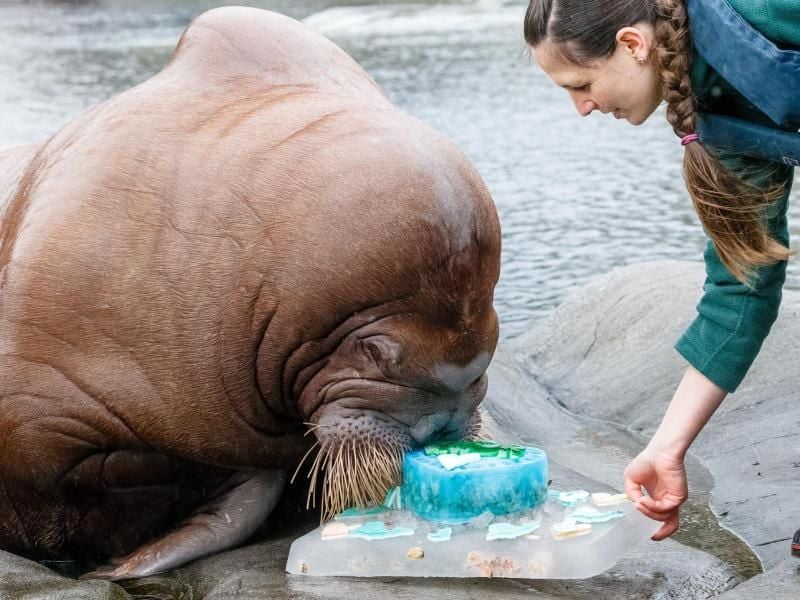 Tierpflegerin Lisa Voß schenkt dem Walross "Thor" eine Abschiedstorte aus Fisch, Muscheln und Eis. Foto: Markus Scholz/dpa