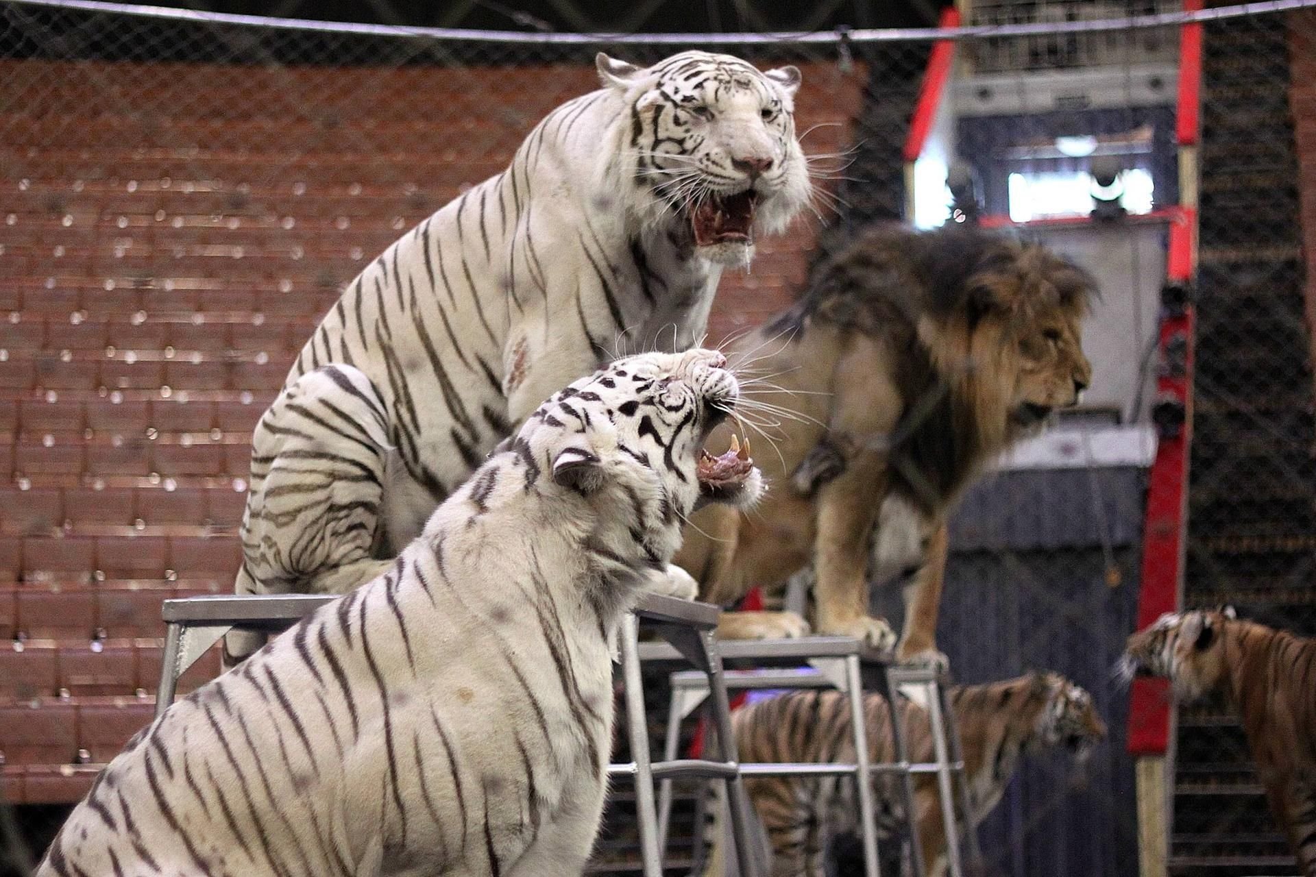 Tiger und Löwen beim Training für eine Raubtiershow.