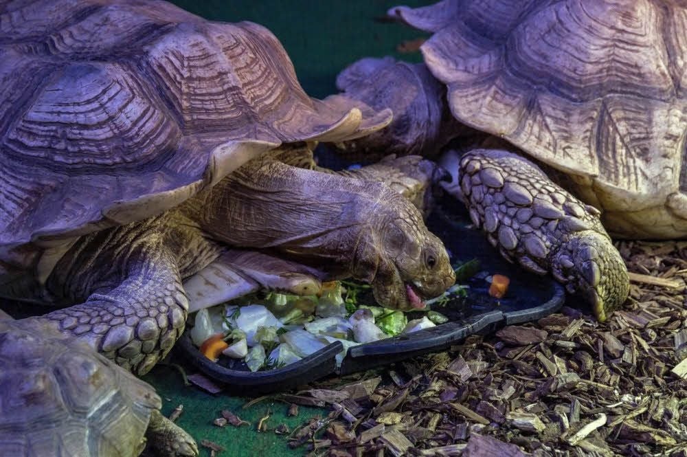 Die Schildkröten konnten in einem kleinen Gehege umherlaufen und sind auch gleich mal über ihr Futter spaziert.