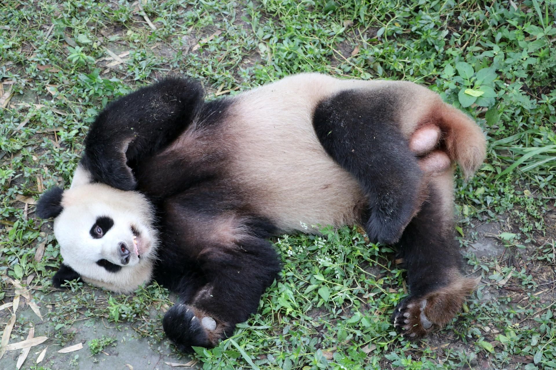 Das Panda-Mädchen „ Jiao Qing“ zieht mit einem anderen Pandabären in den Zoo Berlin.