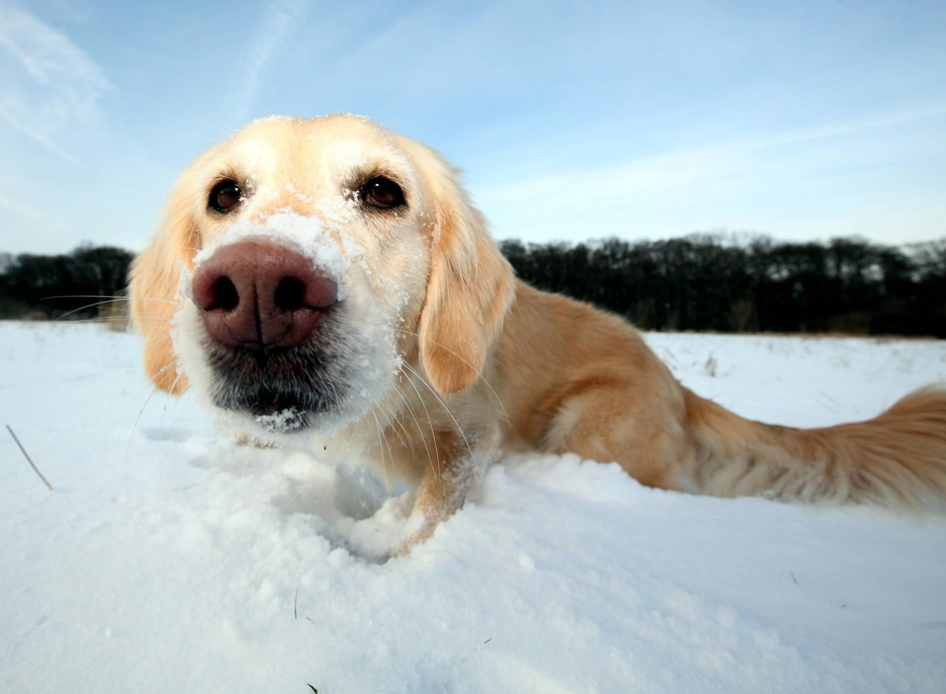 Seine Golden-Retriever-Hündin rettete einem Mann das Leben. Sie wich 20 Stunden nicht von seiner Seite.
