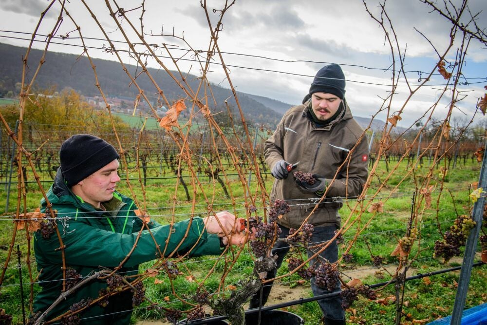 Lukas (l.) und Stephan Herzer lesen am Naumburger Steinmeister einen Riesling mit 155 Grad Oechsle.