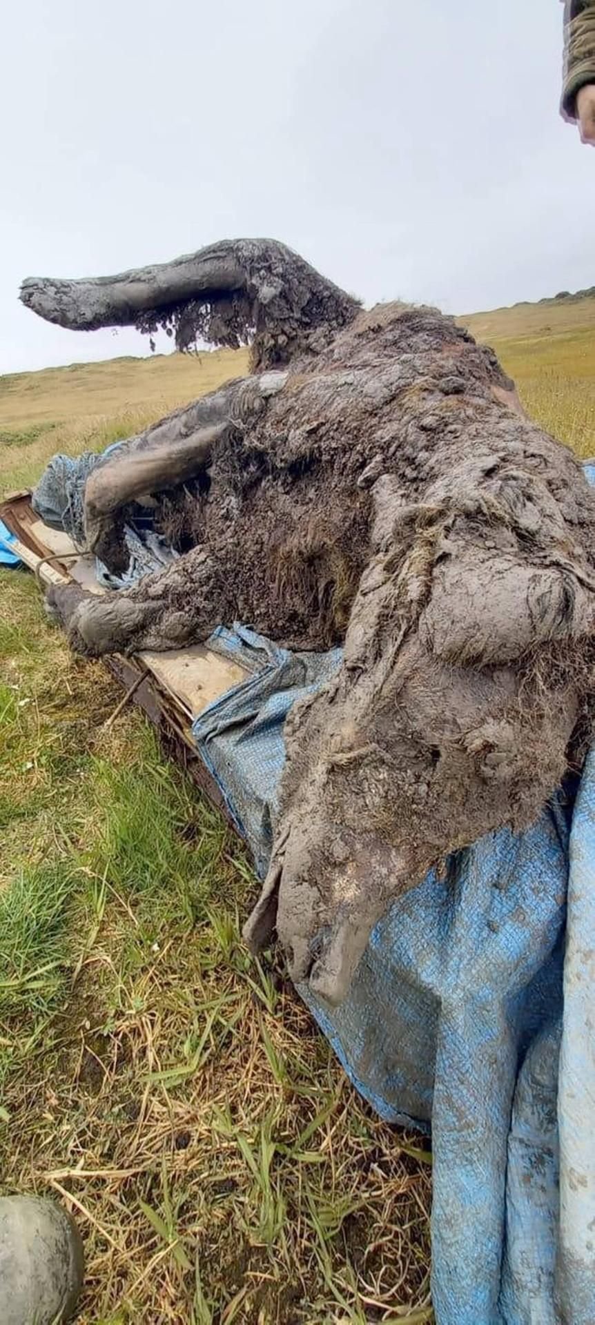 Der jahrtausende alte Bären-Kadaver wurde auf der Großen Ljachow-Insel gefunden, einer neusibirischen Insel im Norden Russlands.