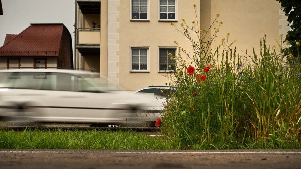 Die Albrechtstraße hat einen Blühstreifen, der auffällt.