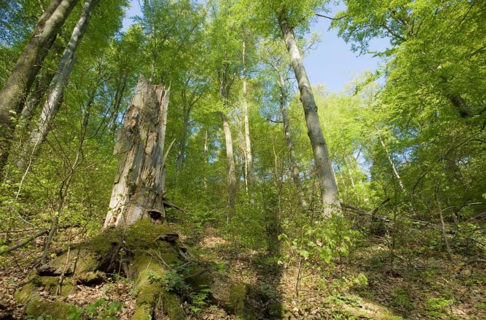 Wenn der Lenz kommt: Blattaustrieb im Frühjahr im Wildnisbereich Wiegental der Hohen Schrecke.