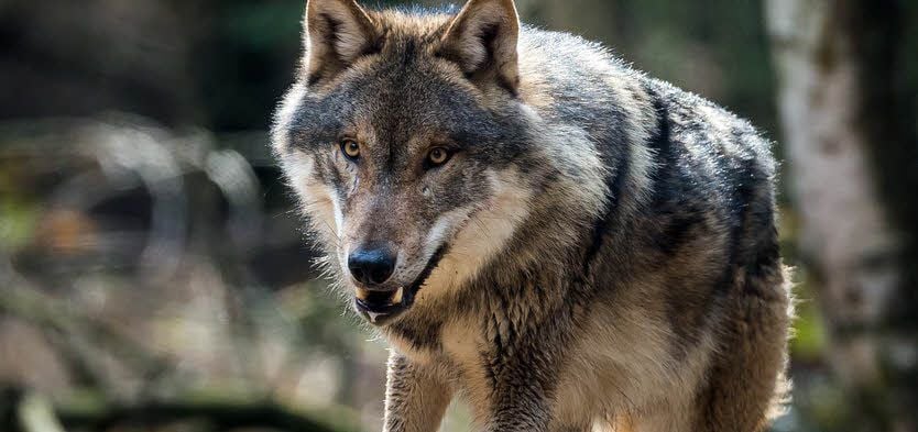 Dort, wo der Wolf Probleme macht, hat er viele Gegner.