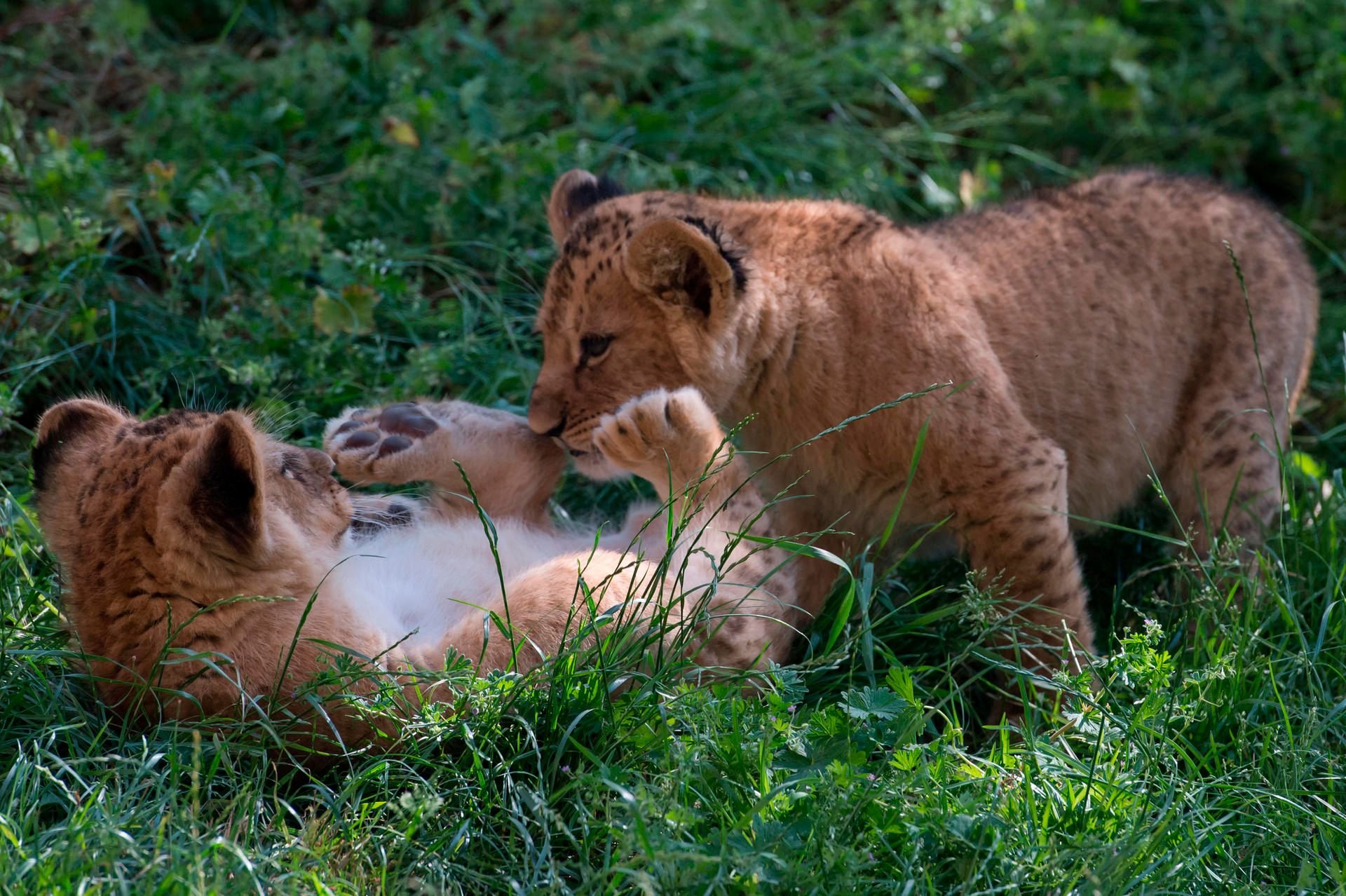 Die beiden Löwenkinder Latika und Makuti erkunden erstmals den Außenbereich der Löwensavanne im Erfurter Zoo.