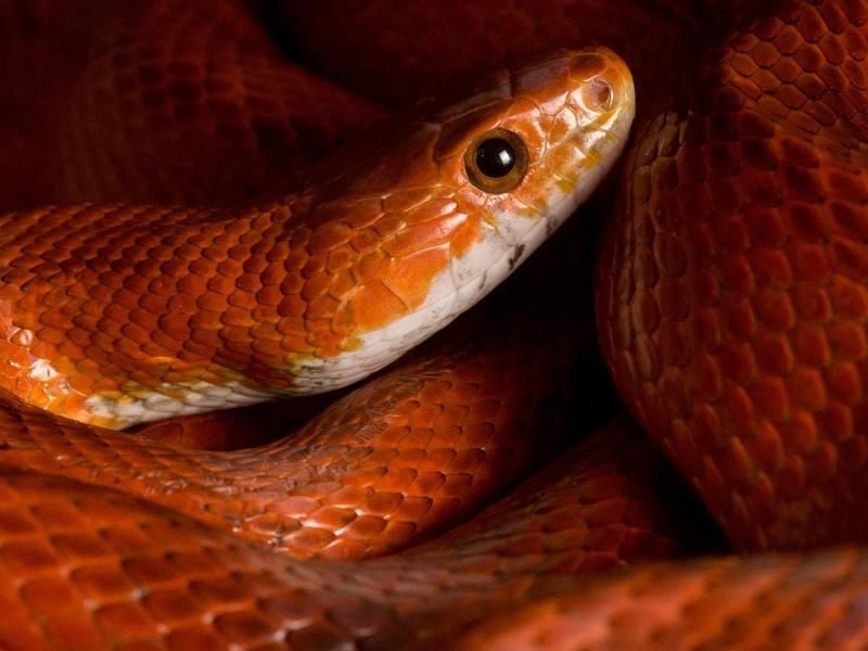 Die große Vielfalt an Farb- und Zeichnungsvarianten und die pflegeleichte Haltung macht die Kornnatter besonders beliebt bei Terraristik-Anfängern. Foto: Klaus-Dietmar Gabbert