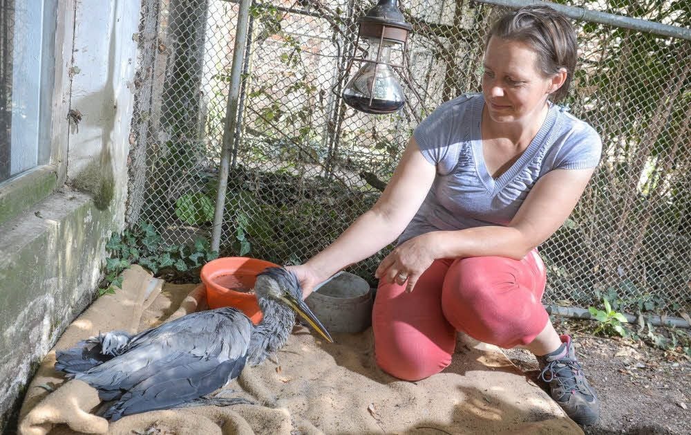 Martina Tetz kümmert sich fürsorglich um ihren Patienten. Die Tierärztin hofft, dass der Graureiher bald anfängt, allein zu fressen.