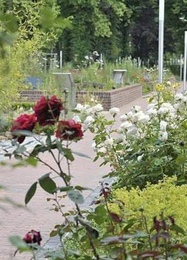 Es blüht: Bild vom Rosengarten im Kurpark Bad Schmiedeberg.
