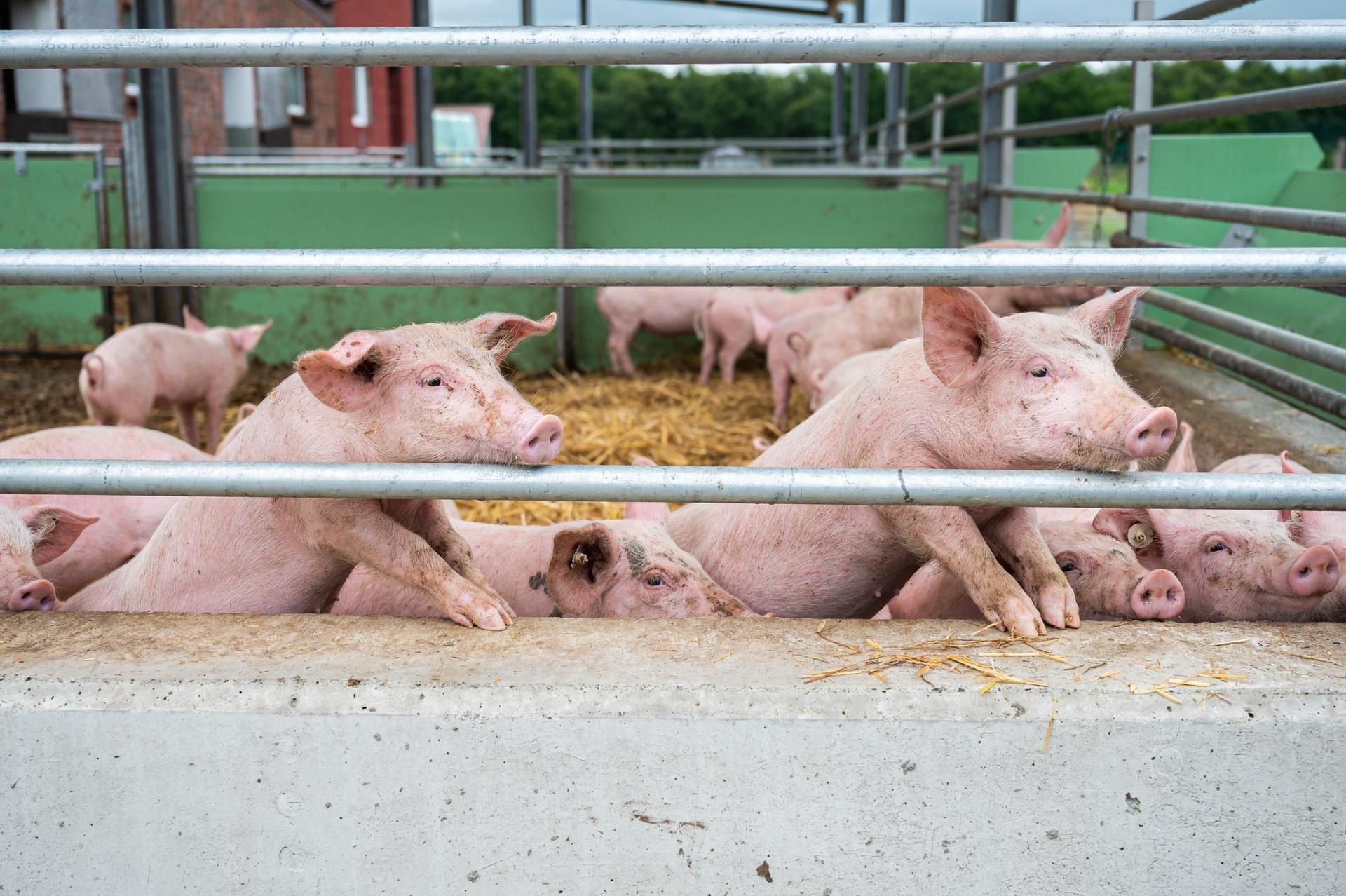 China verbietet den Import von deutschem Schweinefleisch.