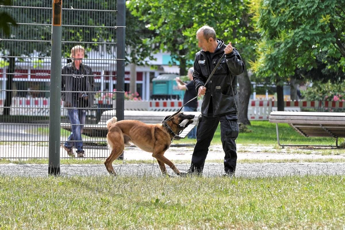 Mit einem Spürhund sucht die Polizei im Stadtpark nach der Tatwaffe.