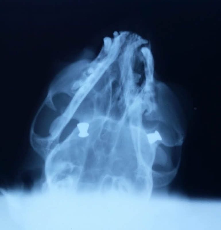 Die beiden Diabolos im Kopf des Katers sind auf dem Röntgenbild gut zu erkennen.