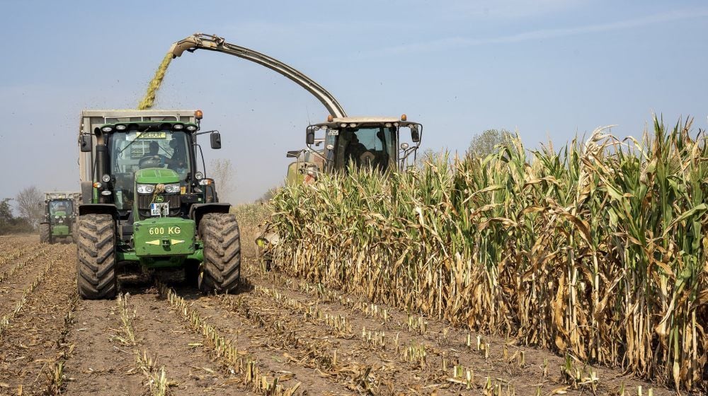 Die Agrargenossenschaft Hedersleben holt den vertrocknenden Mais von den Feldern. Er wird zu Silage verarbeitet.