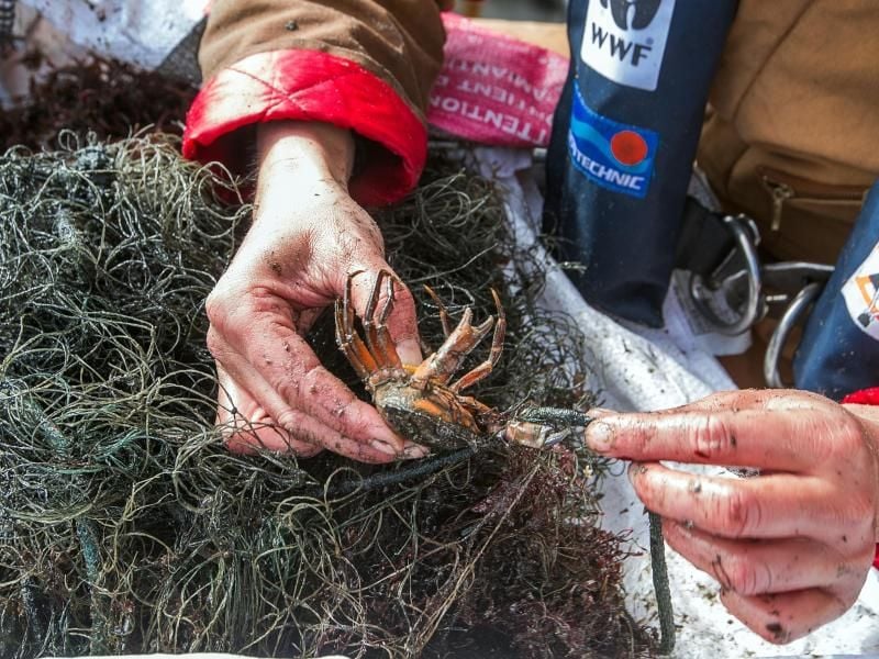 Meeresbiologin befreit einen Krebs aus einem Geisternetz. Foto: Jens Büttner