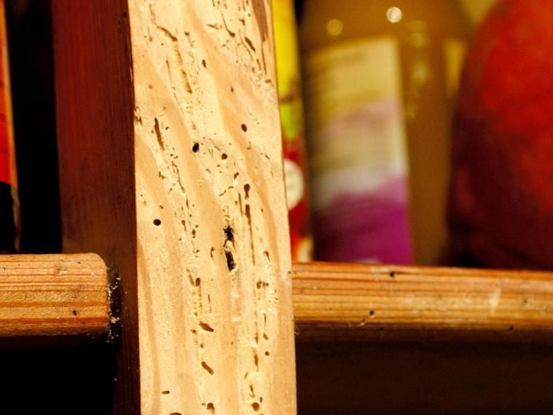 Holzschutzmittel mit den Buchstaben „Iv” verhindern den Befall durch Insekten, etwa dem Holzwurm. Foto: Jens Schierenbeck