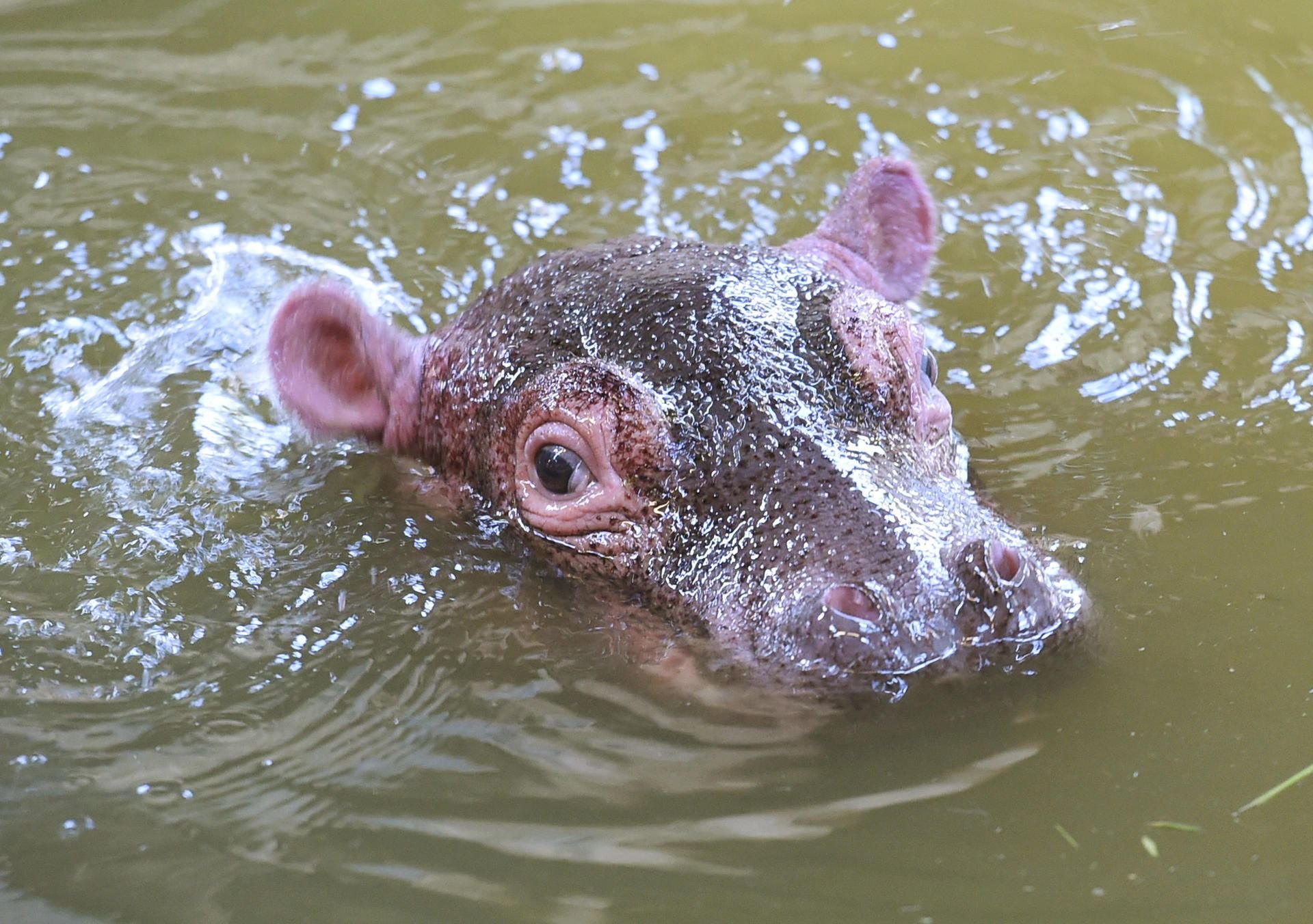Ein Flusspferd-Baby (Symbolbild).