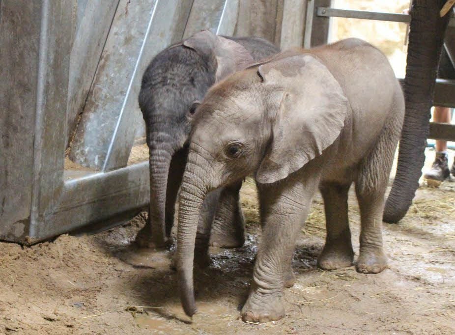 Der Mini-Bulle (l.) und seine Schwester Tamika haben als „gemischtes Doppel“„ bereits ersten Rüsselkontakt.