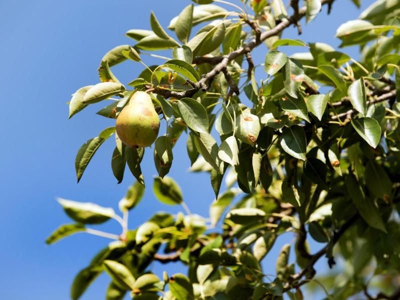 An Birnbaumblättern zeigen sich manchmal rote Flecken. Sie stammen meist von Birnenpockenmilben. Entfernen lässt sich der Schädling jedoch nur bei geringem Aufkommen. Foto: Arno Burgi
