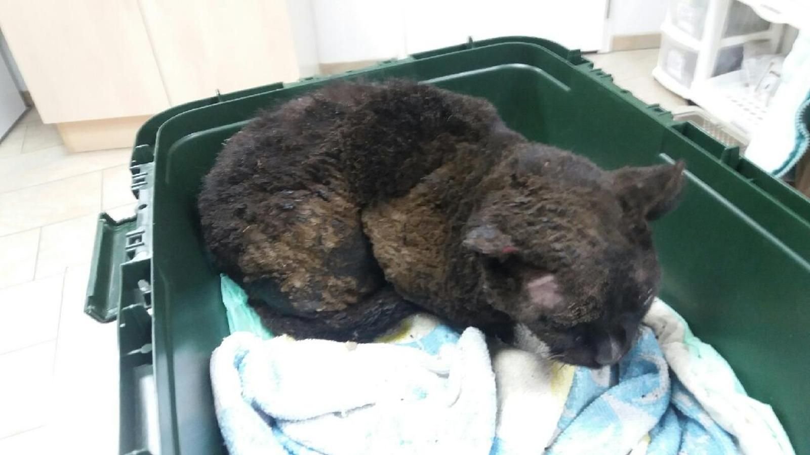 Die verletzte Katze ist sehr verängstigt