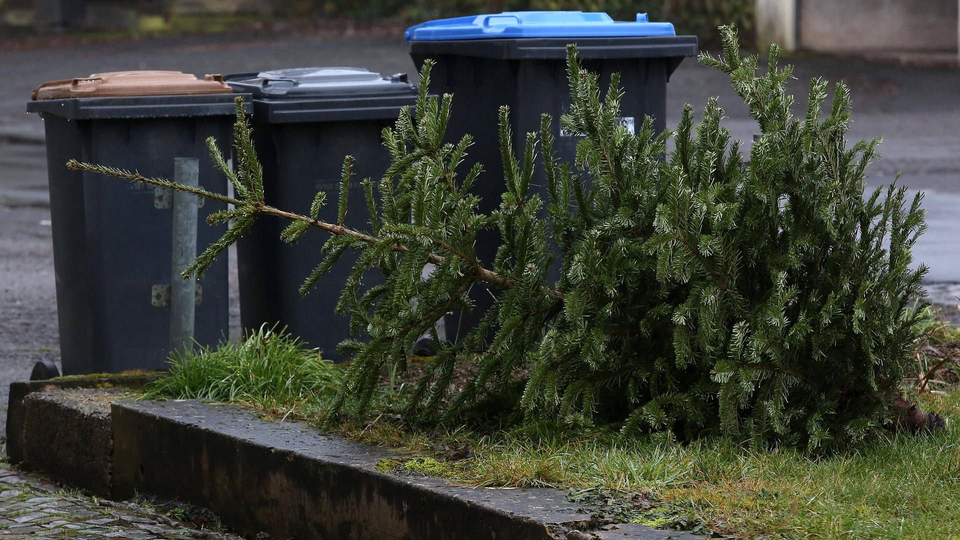 Hallenser können ihre ausgedienten Weihnachtsbäume ab Donnerstag, 7. Januar, entsorgen.