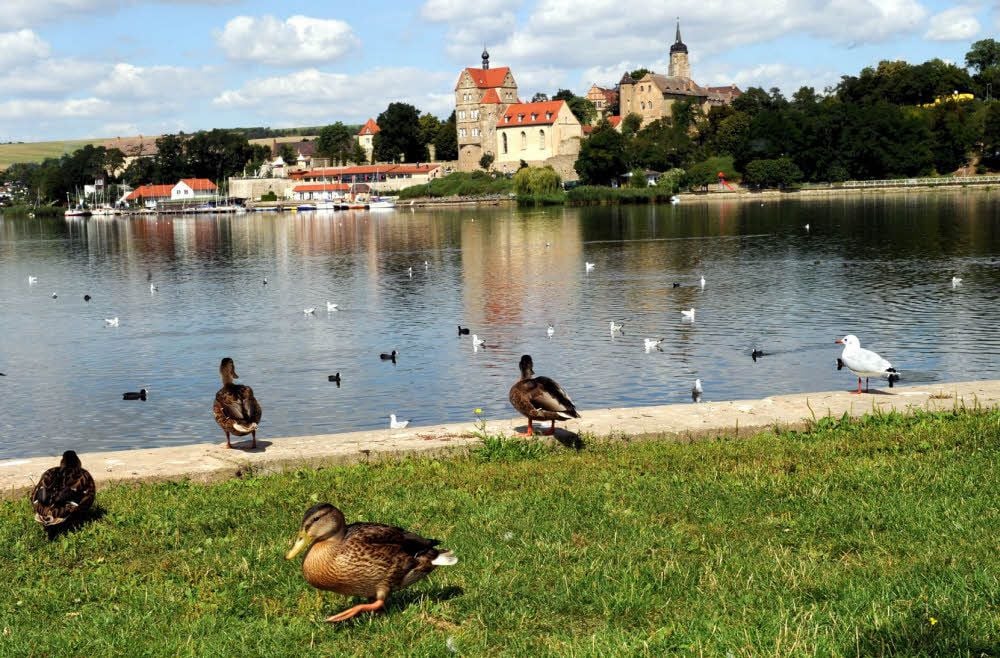 Wird sich die Vogelgrippe am Süßen See ausbreiten?
