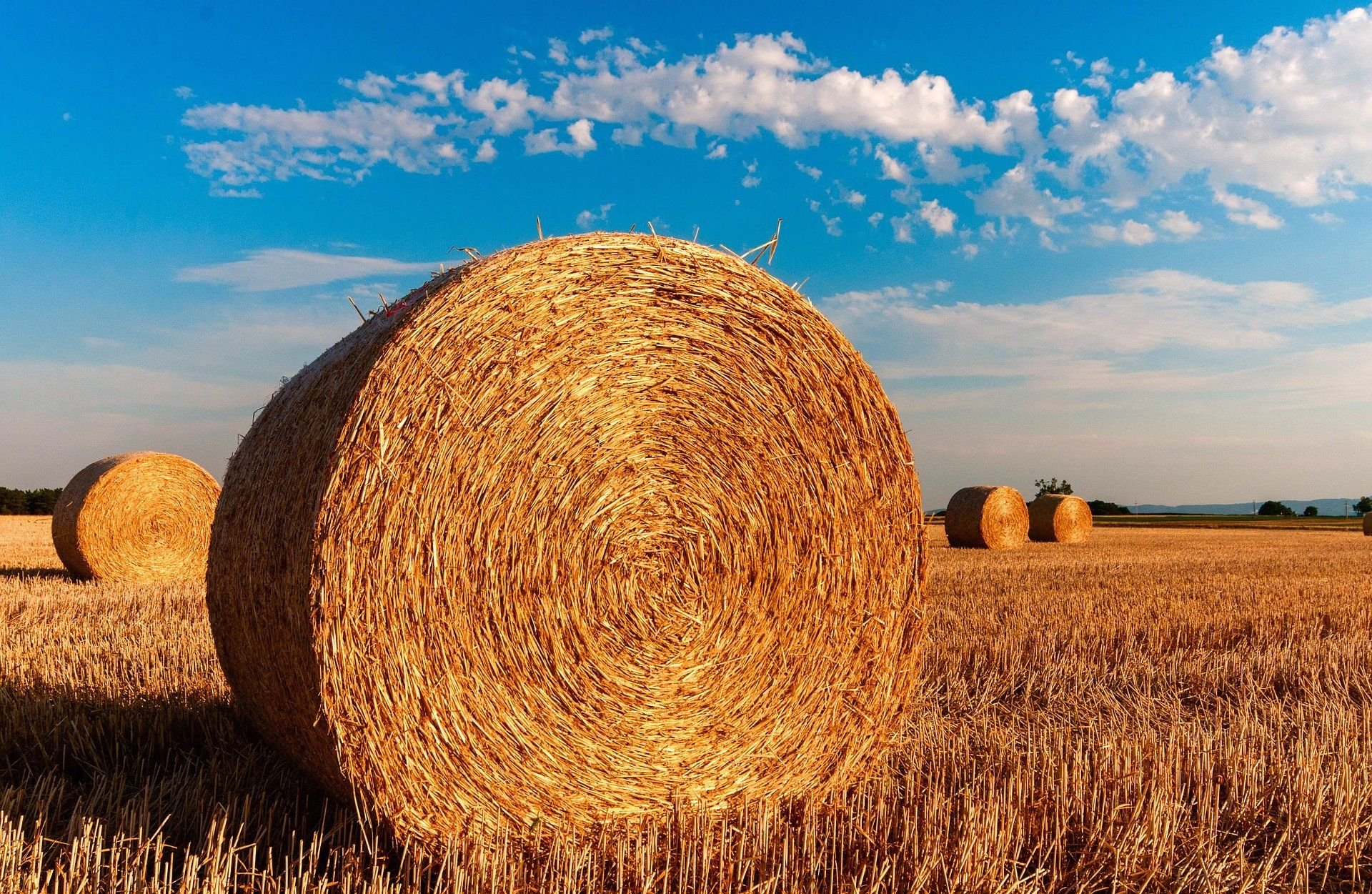 Im Raum Wittenberg solle eine solidarische Landwirtschaft gegründet werden.