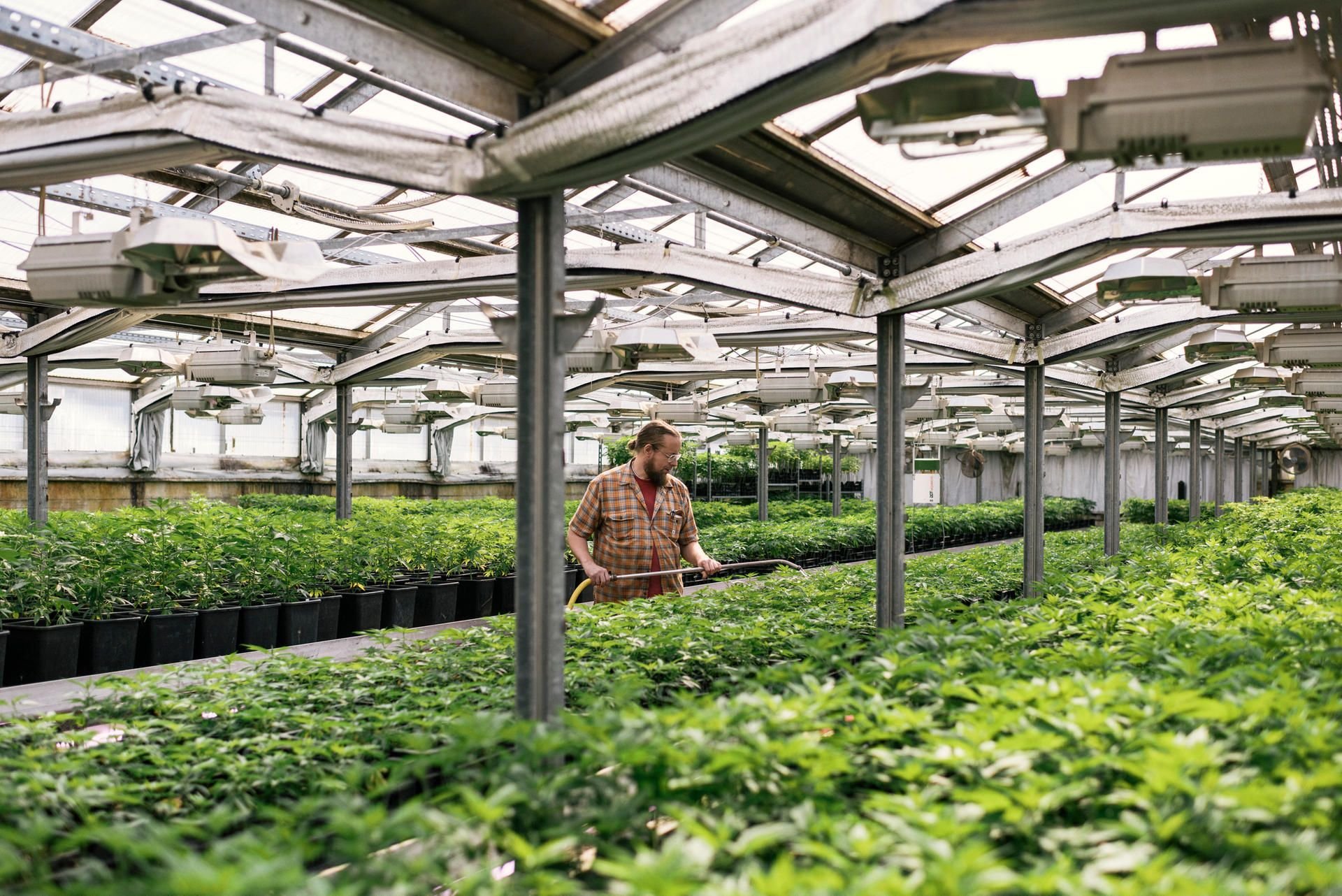 In einem Gewächshaus werden Hanfpflanzen angebaut. Noch bis Juni können sich Hanf-Produzenten um Anbau-Lizenzen bewerben.