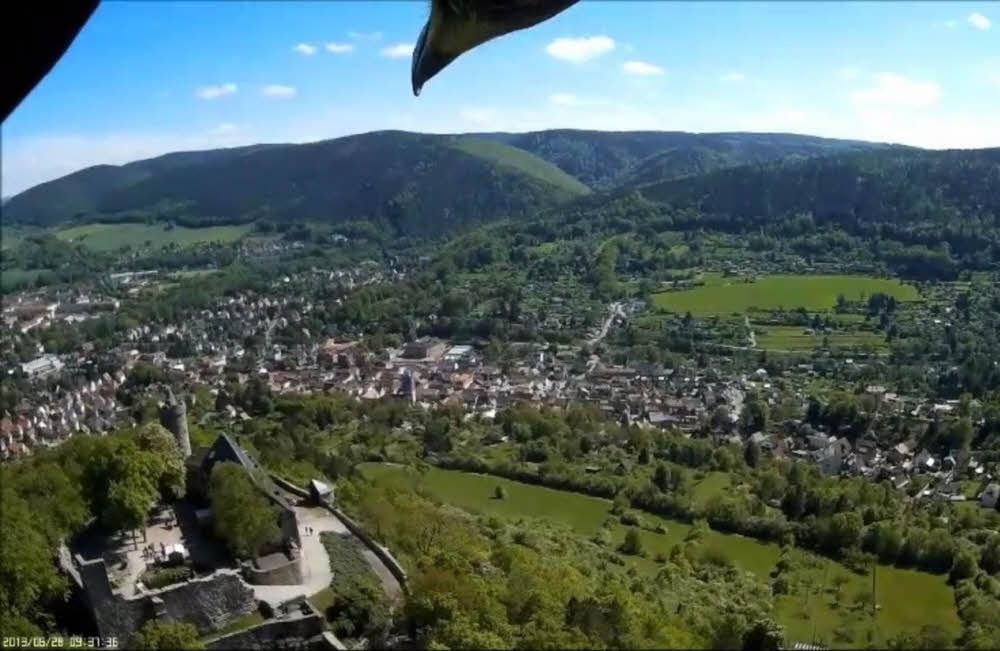 Dieses Luftbild machte Weißkopfseeadler Allie quasi im Vorbeiflug. Am oberen Rand des Fotos sind sein Schnabel und sein Flügel zu sehen.